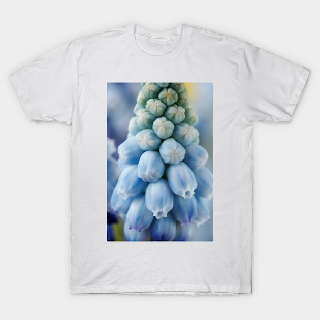 Muscari armeniacum  &#39;Valerie Finnis&#39;  Grape hyacinth T-Shirt by chrisburrows